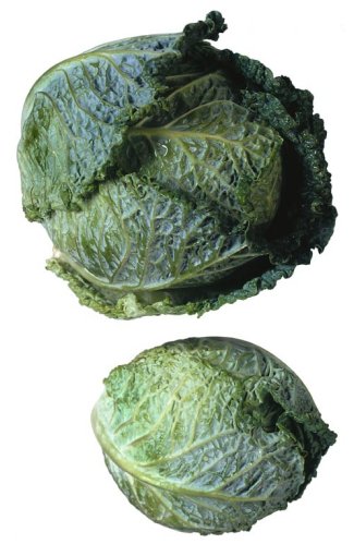 0109/Savoycabbage0110.jpg