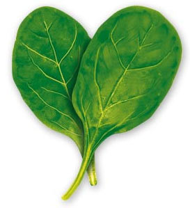 0109/Spinach0110.jpg