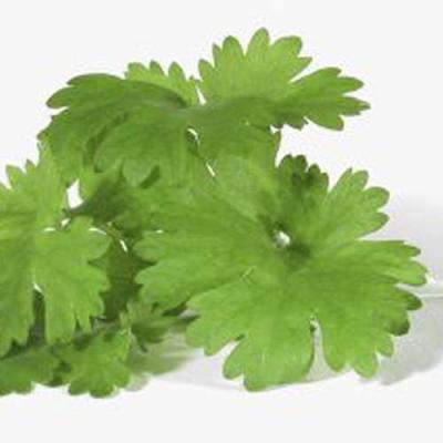 0209/Coriander0207.jpg 0209/Coriander0207.jpg