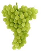 0209/Grapes0207.jpg 0209/Grapes0207.jpg