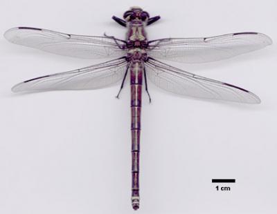 0608/Dragonfly0609.jpg