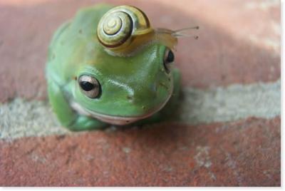0707/Frogsnail0711.jpg