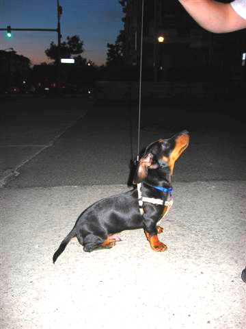 0708/Ralphie0703.jpg 0708/Ralphie0703.jpg