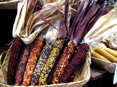 0809/10Corn0823.jpg
