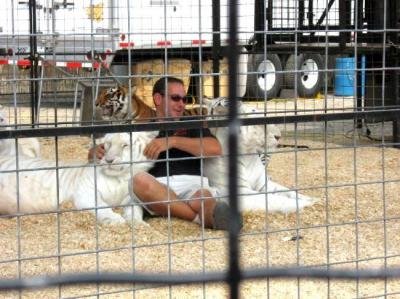0809/16TigerComfort0823.jpg