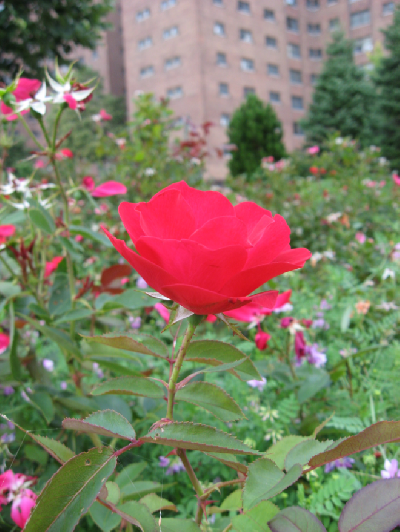 0809/BufSummer340829.png