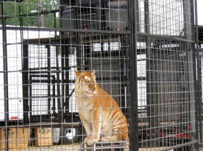 0809/FairTiger0823.jpg