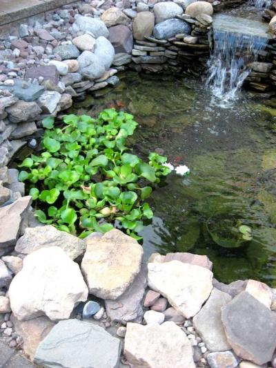 0809/FakeLilies0823.jpg