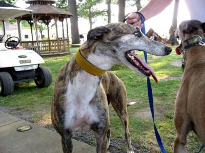 0809/Greyhounds0823.jpg
