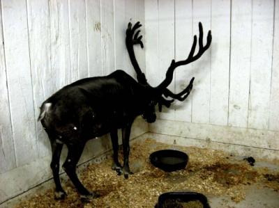 0809/SulkingReindeer0823.jpg