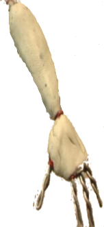 1008/Forearm1017.png