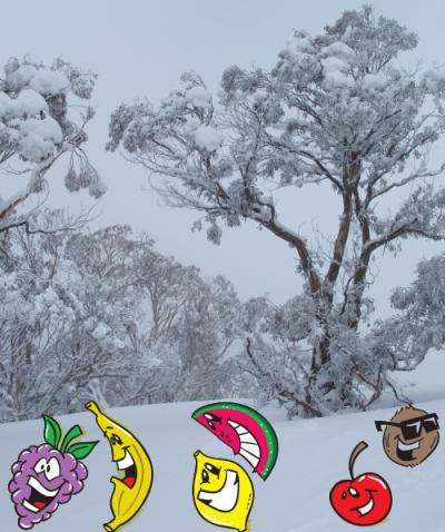 1208/FrozenFruit1226.jpg