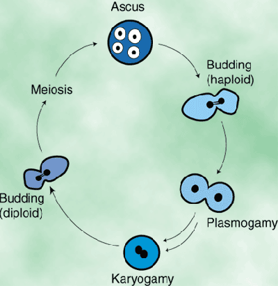 1208/Yeast1226.gif