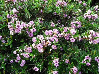 0207/Boxbush0215.jpg 0207/Boxbush0215.jpg