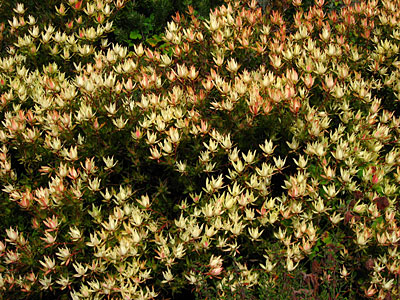 0207/Saplant0215.jpg 0207/Saplant0215.jpg