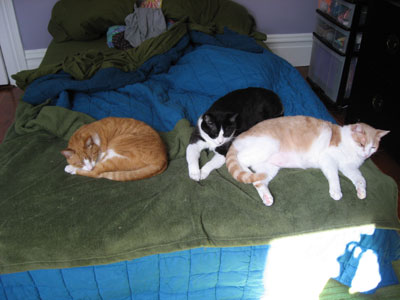 0408/Cats0409.jpg 0408/Cats0409.jpg