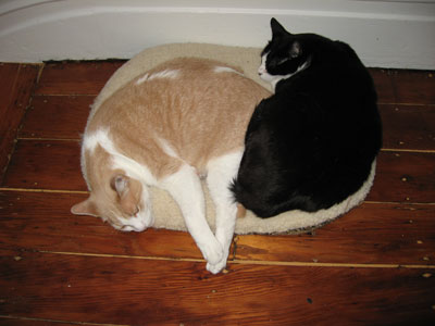 0708/Cozy20706.jpg 0708/Cozy20706.jpg
