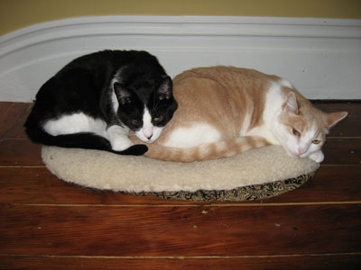 0708/Cozy40706.jpg 0708/Cozy40706.jpg