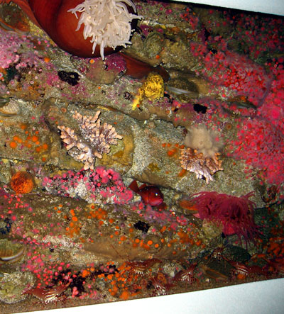 1106/fish5803.jpg 1106/fish5803.jpg