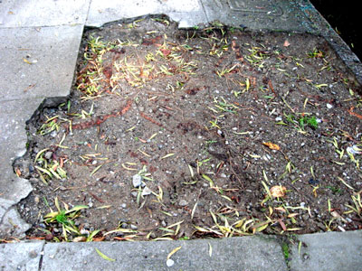 1206/roots1226.jpg