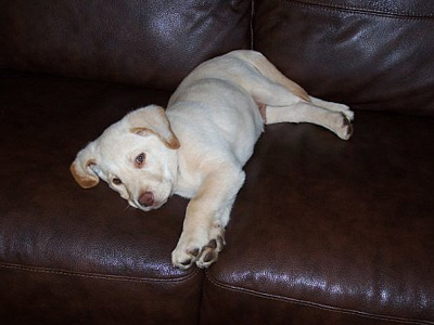 1207/Pup1210.jpg 1207/Pup1210.jpg
