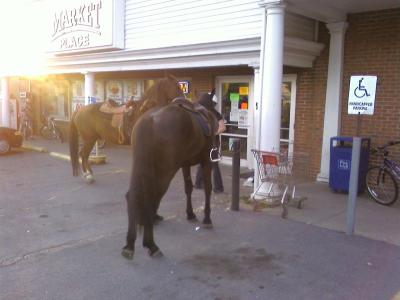 0507/HorsesBkwik0521.jpg