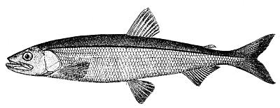 0507/OsmerusMordax0505.jpg