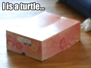 0807/ChitaTurtle0813.gif