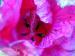 hibiscussmall.jpg