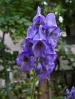 monkshood1106.jpg