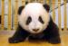 PandaBearG0110512.jpg