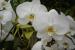 Orchid20409.jpg
