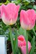 Tulips0409.jpg