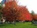Edited_Autumn_in_Boston__6_3333.jpg