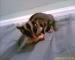 sugarGlider35058.jpg