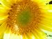 Sunflower20716.jpg