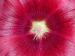 HollyHock0916.jpg