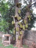 jackfruit_tree4.jpg