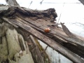 buckhorn_ladybug.jpg
