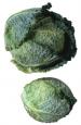 Savoycabbage0110.jpg