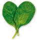 Spinach0110.jpg