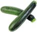 Zucchini0110.jpg