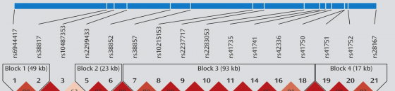 https://estrip.org/content/users/tinypliny/0814/linkage_disequilibrium_maps_UPPER_PANEL.png